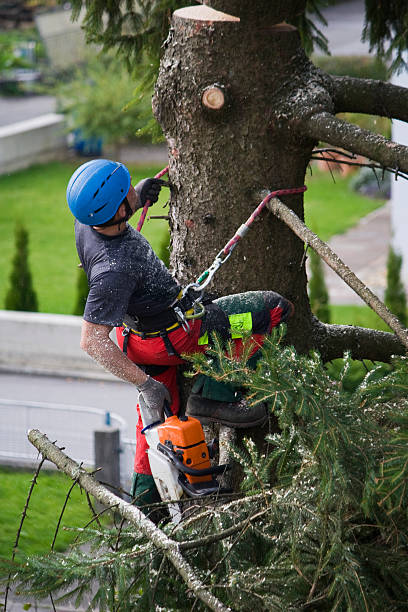 Best Tree and Shrub Care  in Eidson Road, TX